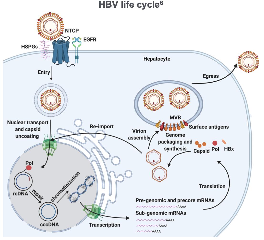 乙肝抗病毒药物前沿特点,乙肝抗病毒新药全球最新研究成果