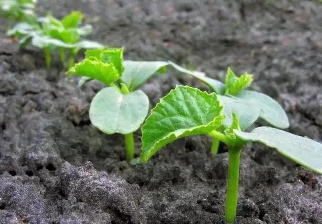 植物生长调节剂赤霉素种类的作用,农业中使用植物生长调节剂作用