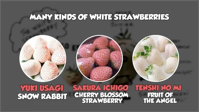 吃最贵的日本草莓,你吃过吗150元一斤的菠萝味草莓