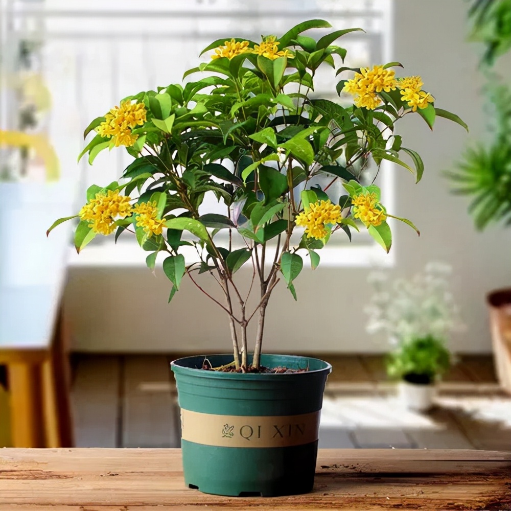 什么样的花好养又耐活,哪些花坑人