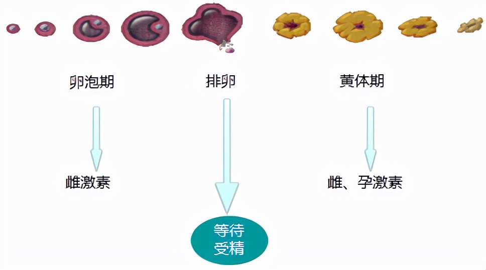 怕她不来又怕她乱来的文案,怕她不来又怕她乱来出处