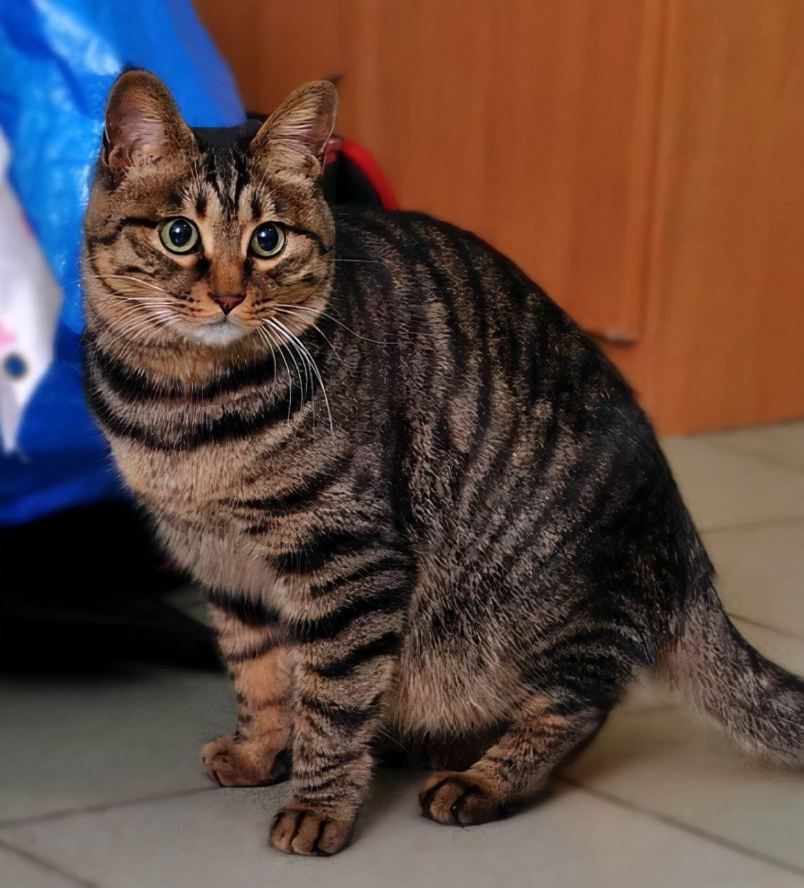 猛兽危险！“石虎”现身广东，外貌像极家猫，常被人误当猫咪饲养