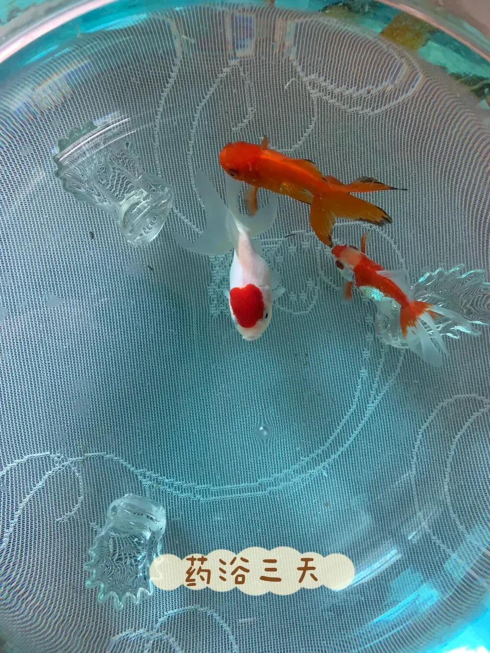 金鱼掉鳞片是什么原因及治疗,金鱼身上掉鳞腐烂怎么治