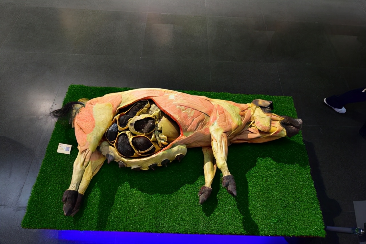 郑州遛娃免费景点大全,郑州周边遛娃好去处快去带娃去耍