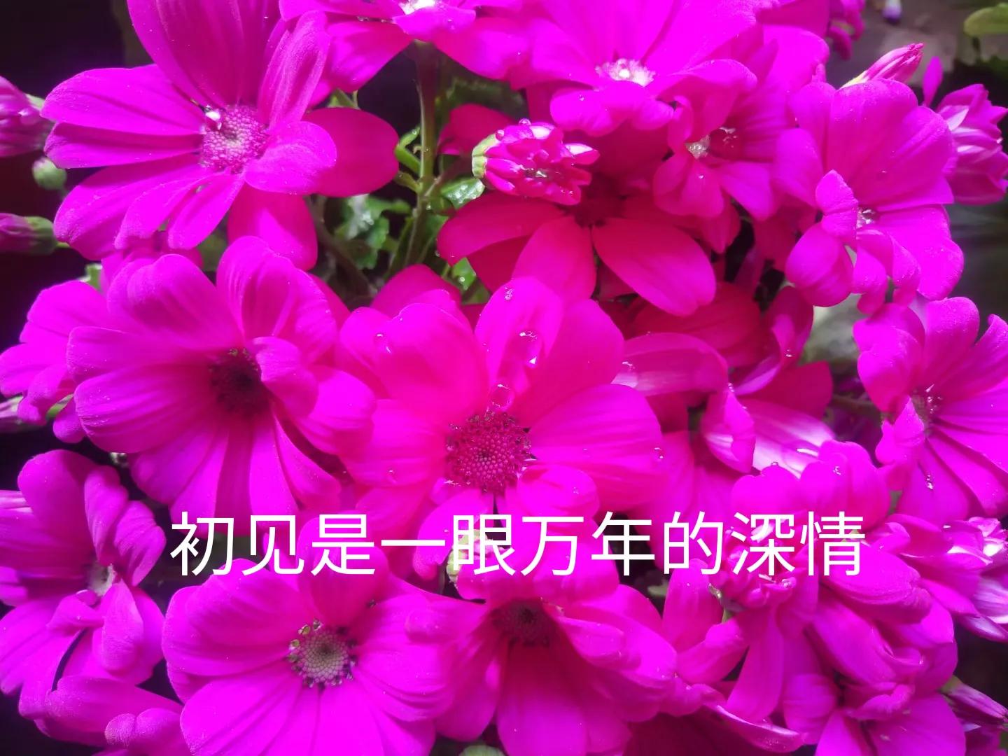 人生最美初见纯音乐,人生最美是初见