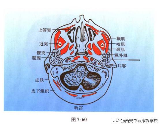 小肠经听宫穴是在哪里,手太阳小肠经穴位有哪些