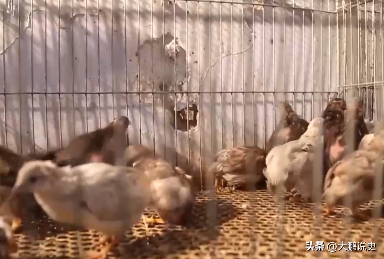 2021年山东富二代研制凤凰蛋，被嘲笑人傻钱多，一年狂赚1000万