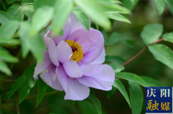 【美图庆阳】三月牡丹呈艳态,壮观人间春世界