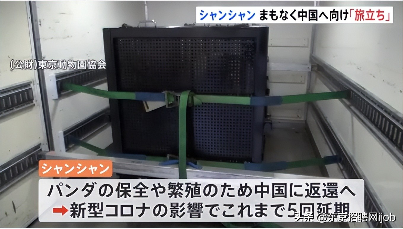 日本人有多舍不得中国大熊猫香香,旅日大熊猫香香推迟归国