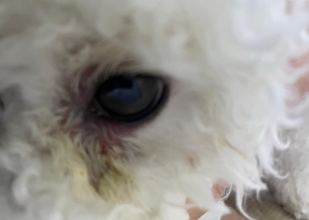 宠物医生狗狗感冒发烧,狗有一只眼睛发炎红肿用什么药