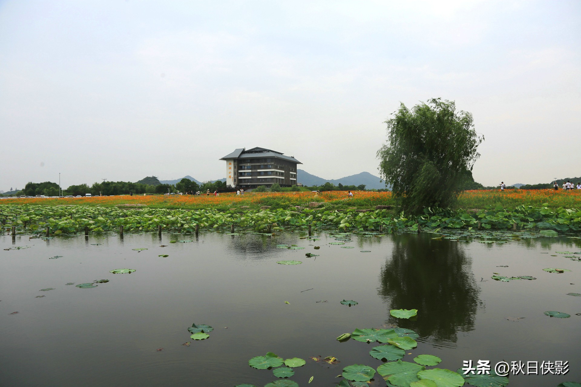 杭州西湖荷花旅行,杭州西溪湿地端午节值得玩的地方