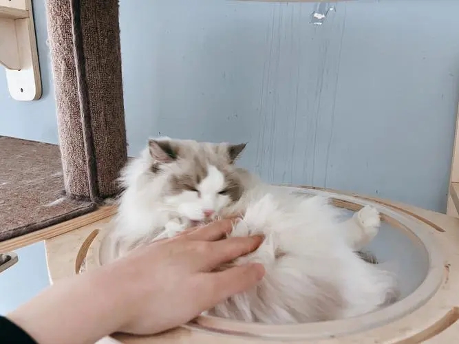 外出一周家里的猫怎么办,出门了家里的猫咪怎么办