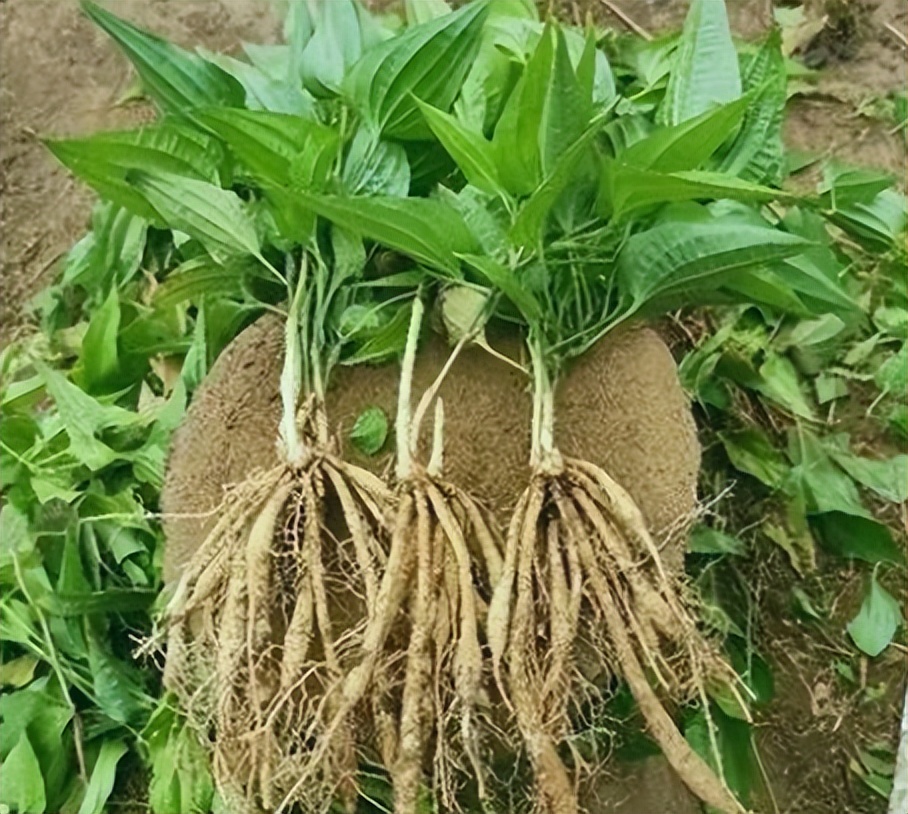 每天学一味中药百部,一味中药百部图片及功效