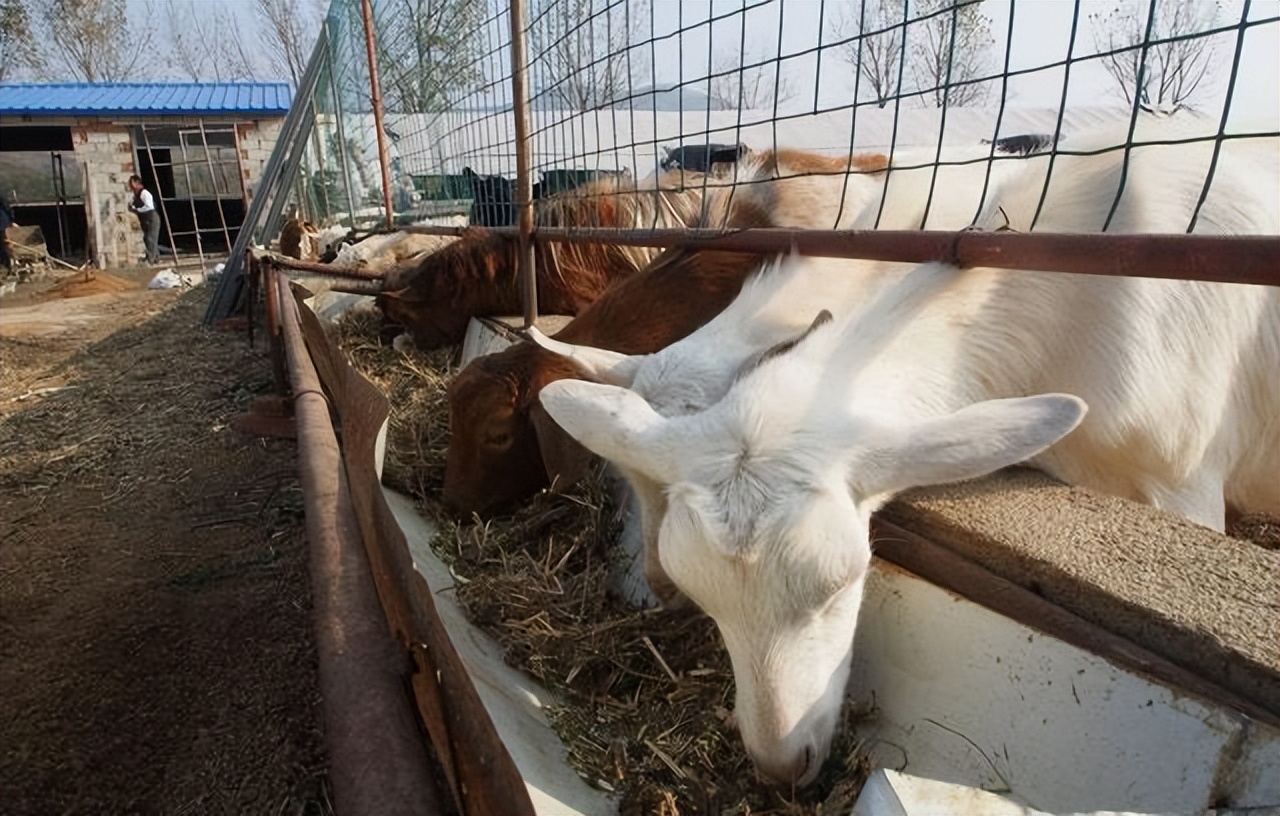 养羊不能吃哪些饲草？什么样的饲草羊不能吃？养羊人必看