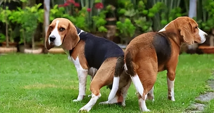 母猫交配完成后，满地打滚，甚至攻击公猫，为何“完事”就不认猫