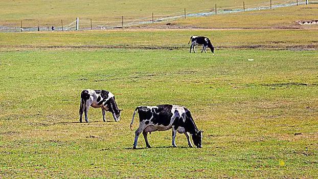放牧强度对百喜草变草响应的影响