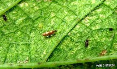 葡萄树的斑衣蜡蝉虫害怎样防治,葡萄虫害绿盲蝽防治时间