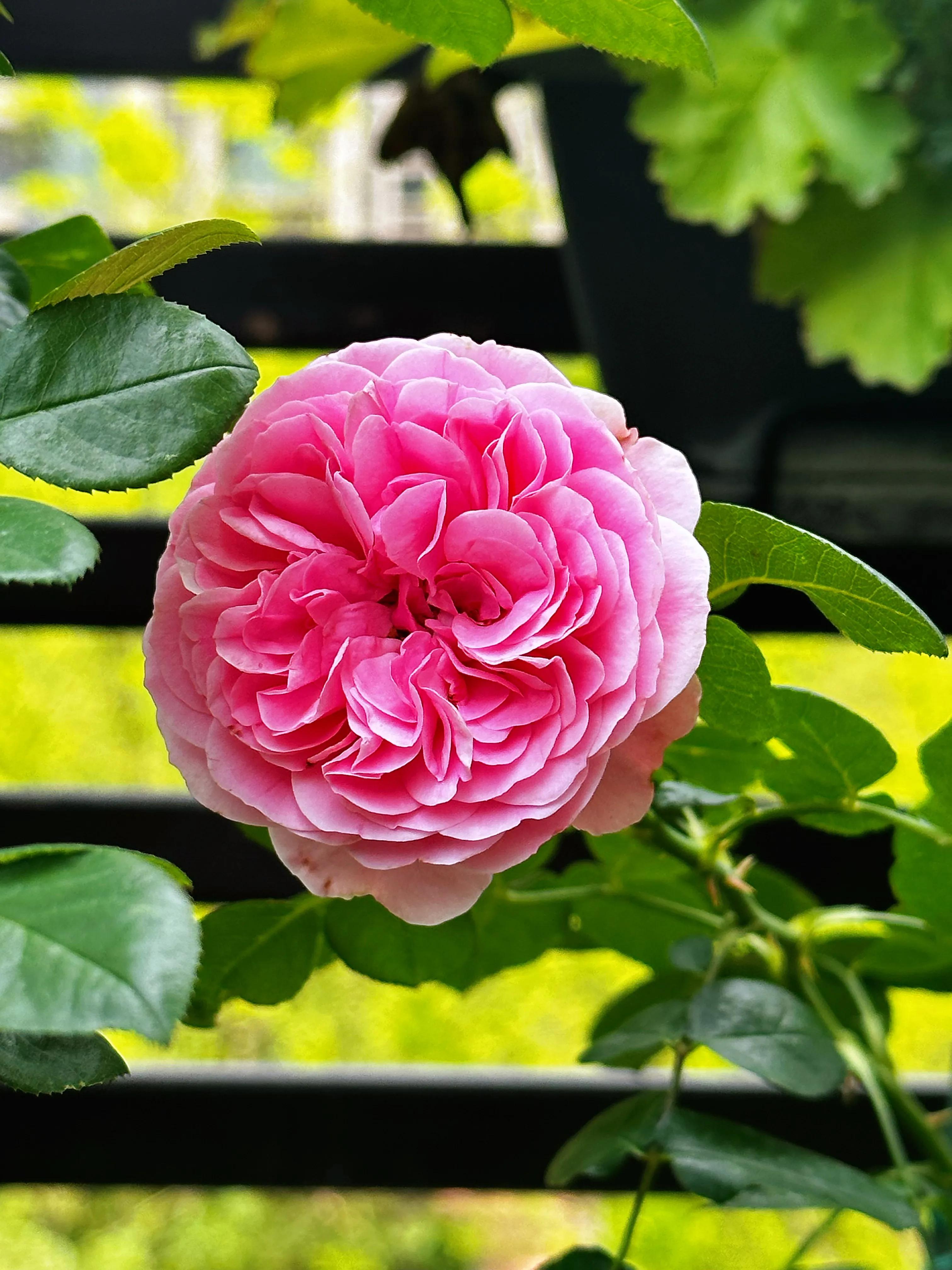 多季节开花的月季有哪些,夏天月季开花不标准