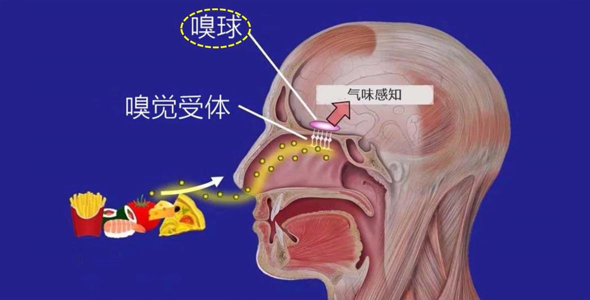 阳了没味觉嗅觉怎么恢复,阳过嗅觉消失怎么快速恢复