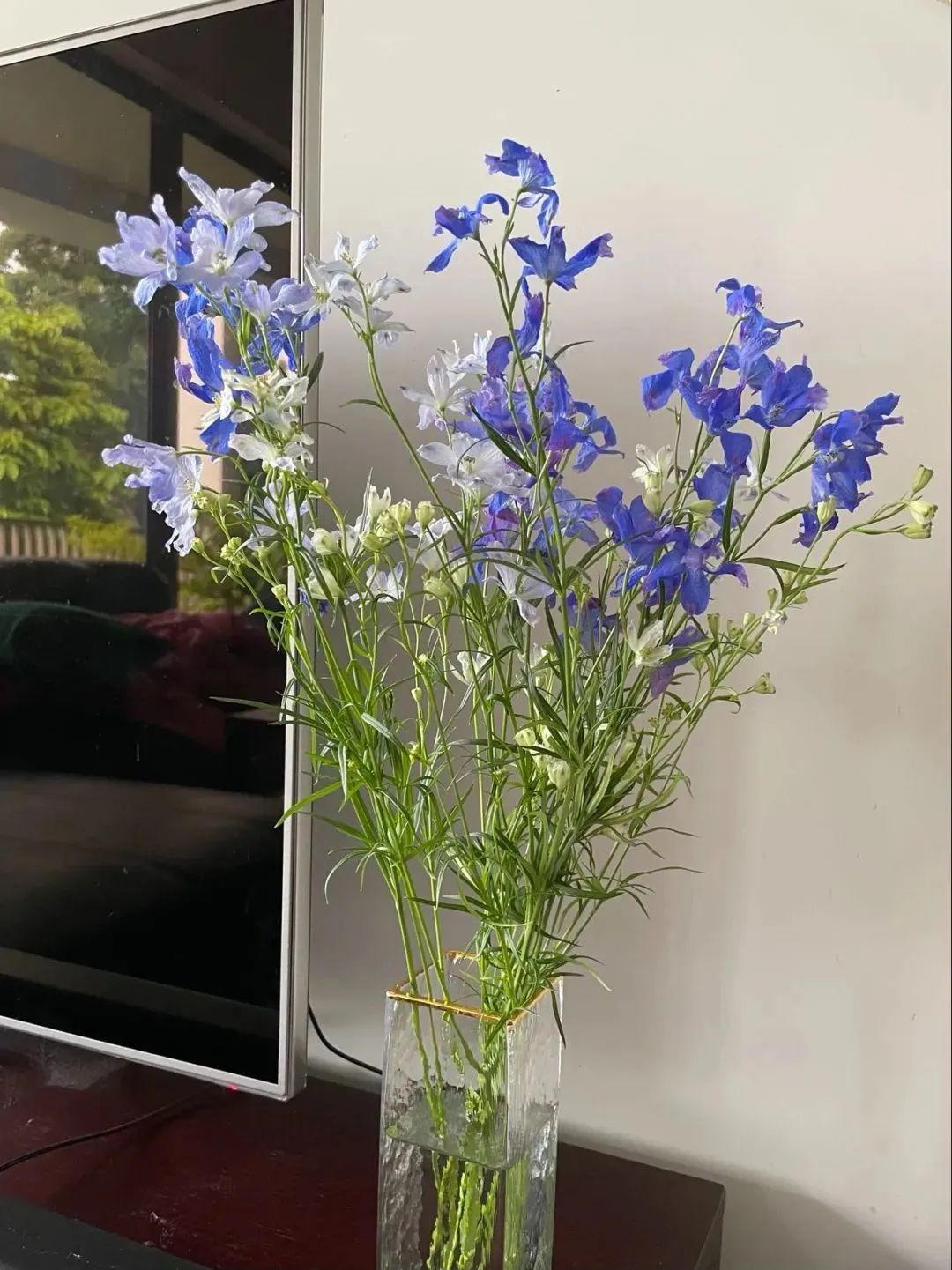 鲜花在水里能养几天会死,新加坡盆栽花卉怎么养