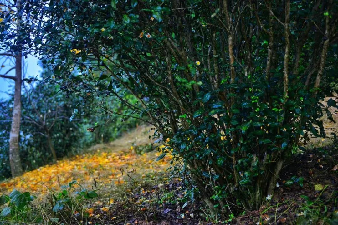 旺苍绿谷古道茶乡,旺苍千年古茶之乡