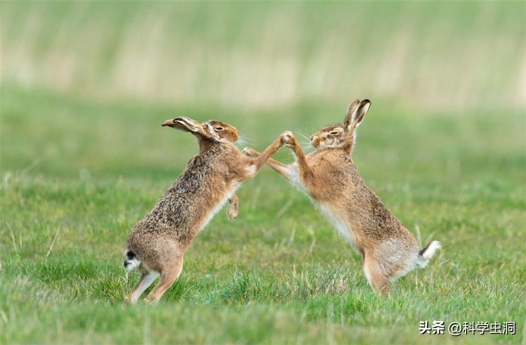 澳洲的野兔泛滥成灾的主要原因,澳洲野兔泛滥的时候究竟有多可怕