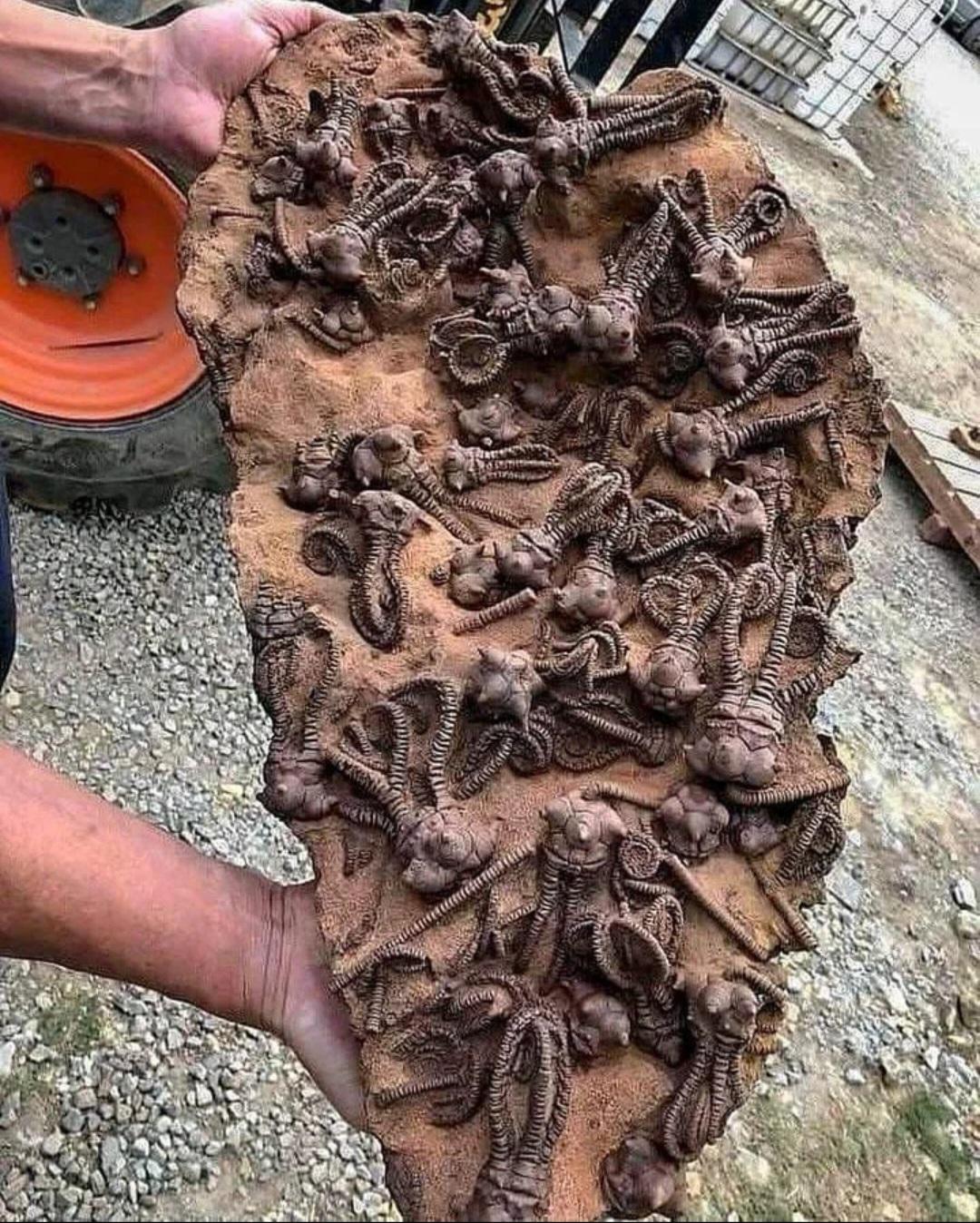 在澳大利亚你可以发现什么,澳大利亚到处能看到动物