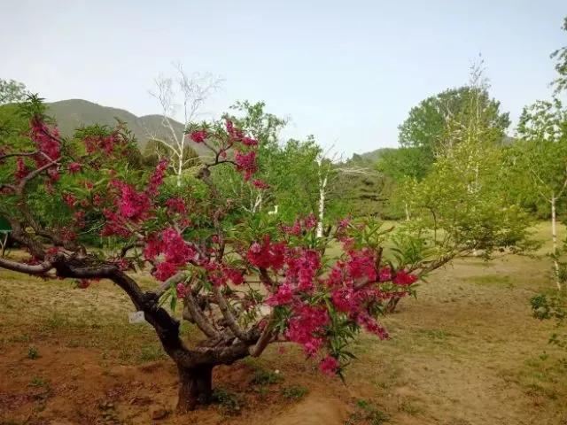 五月香山的前景,五月香山