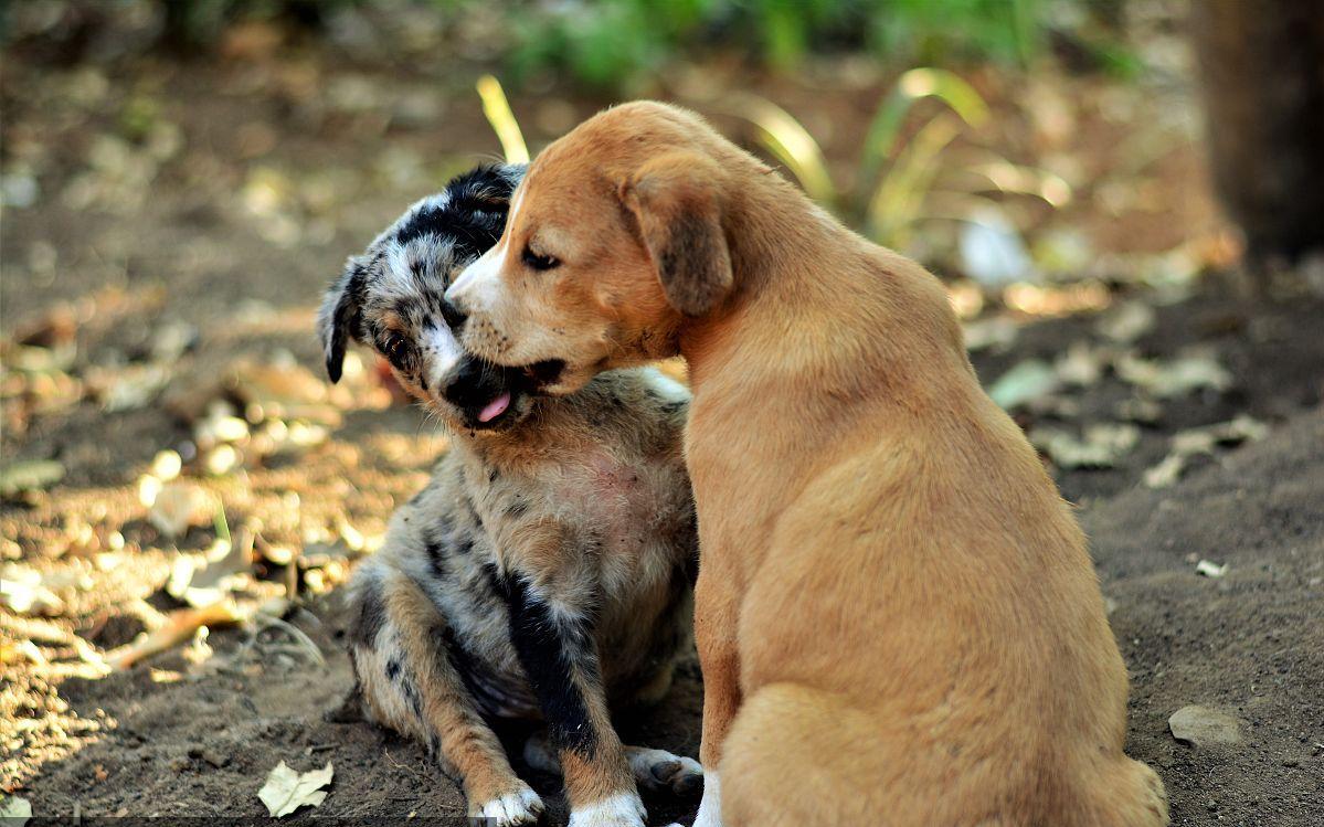 这4种是狗狗常用的“交配方式”，你还不知道吗？