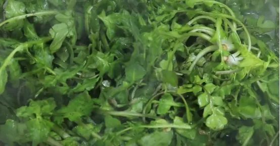 荠菜怎么储存才能吃得时间久,荠菜怎么存放比较好吃