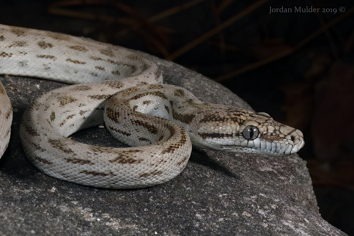 神奇的动物蛇的视频大全,神奇的动物蛇