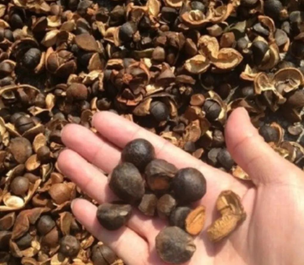 茶油功效卓越干倒橄榄油，为何很少人吃，是太贵买不起？