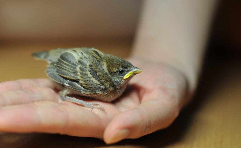 梁晓文回忆梁晓声与哥哥,梁晓声的四弟梁晓文