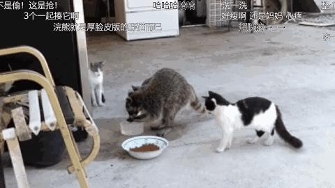 毁童年!干脆面上印的竟然不是小浣熊?