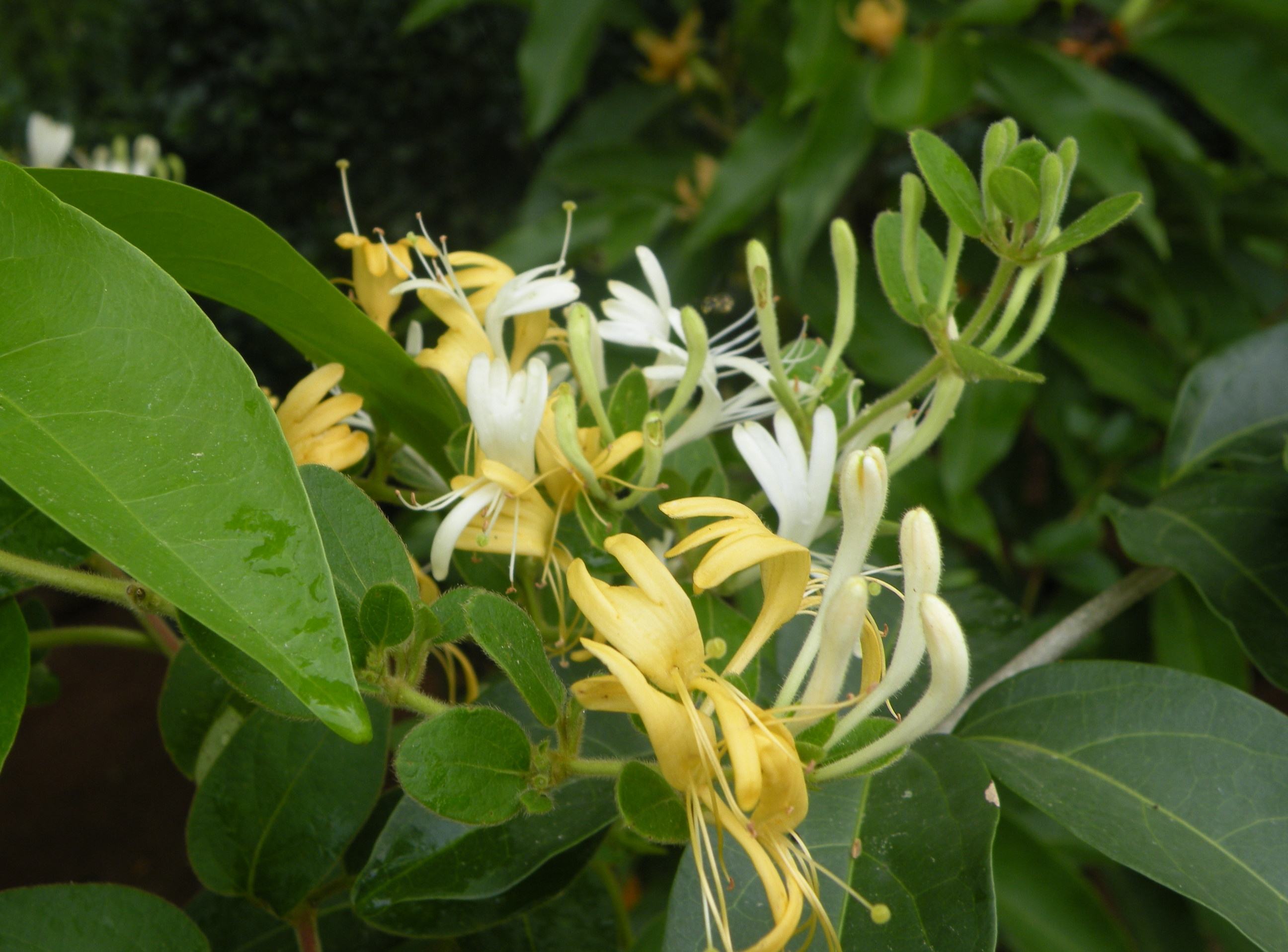 好看又养生的花有哪些,既能吃又能观赏的花