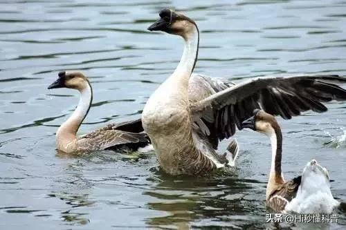 鹅粪真能杀蛇,中国民间故事蛇为什么不可以杀死