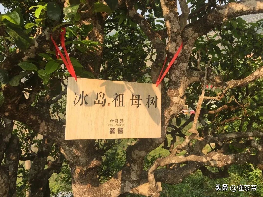 云南省野生古树茶排名第一,云南十大古树茶叶
