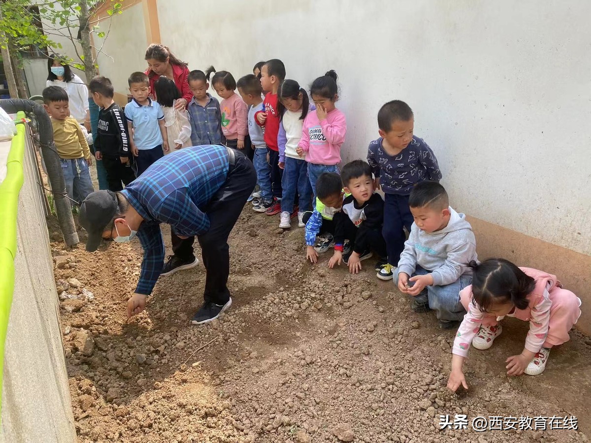 小种植大收获——新合四幼种植活动