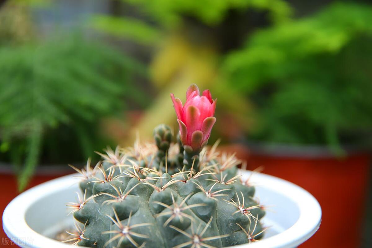 哪些仙人掌容易开花且勤花,会开花的仙人掌有哪些