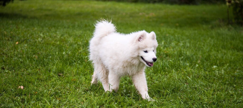 十个你不知道的冷知识大米,十个你不知道的有趣冷知识