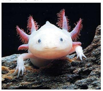 六角恐龙在墨西哥的原生态环境,娃娃鱼墨西哥钝口螈六角恐龙