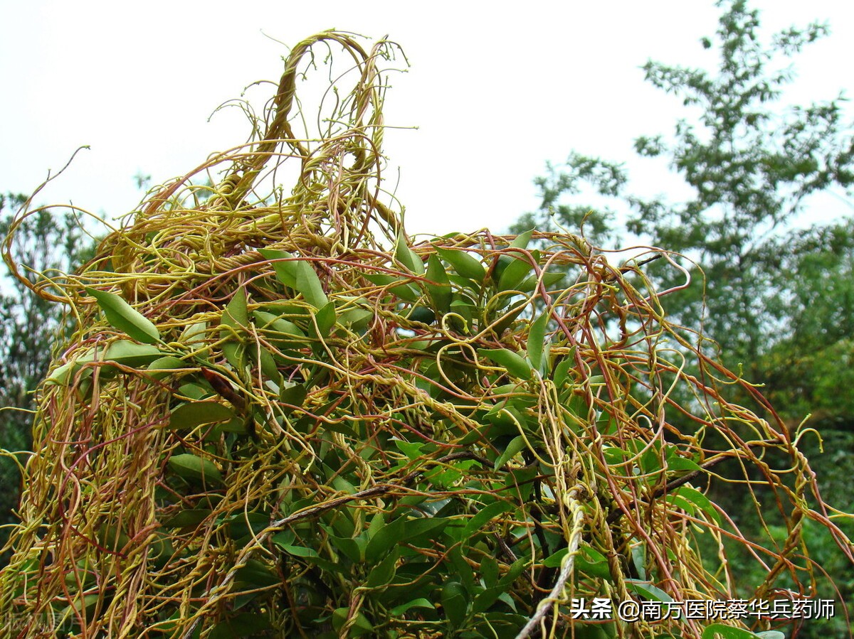 益气养阴补血补肾的中药配方,既补肾阴又补肾阳的中药