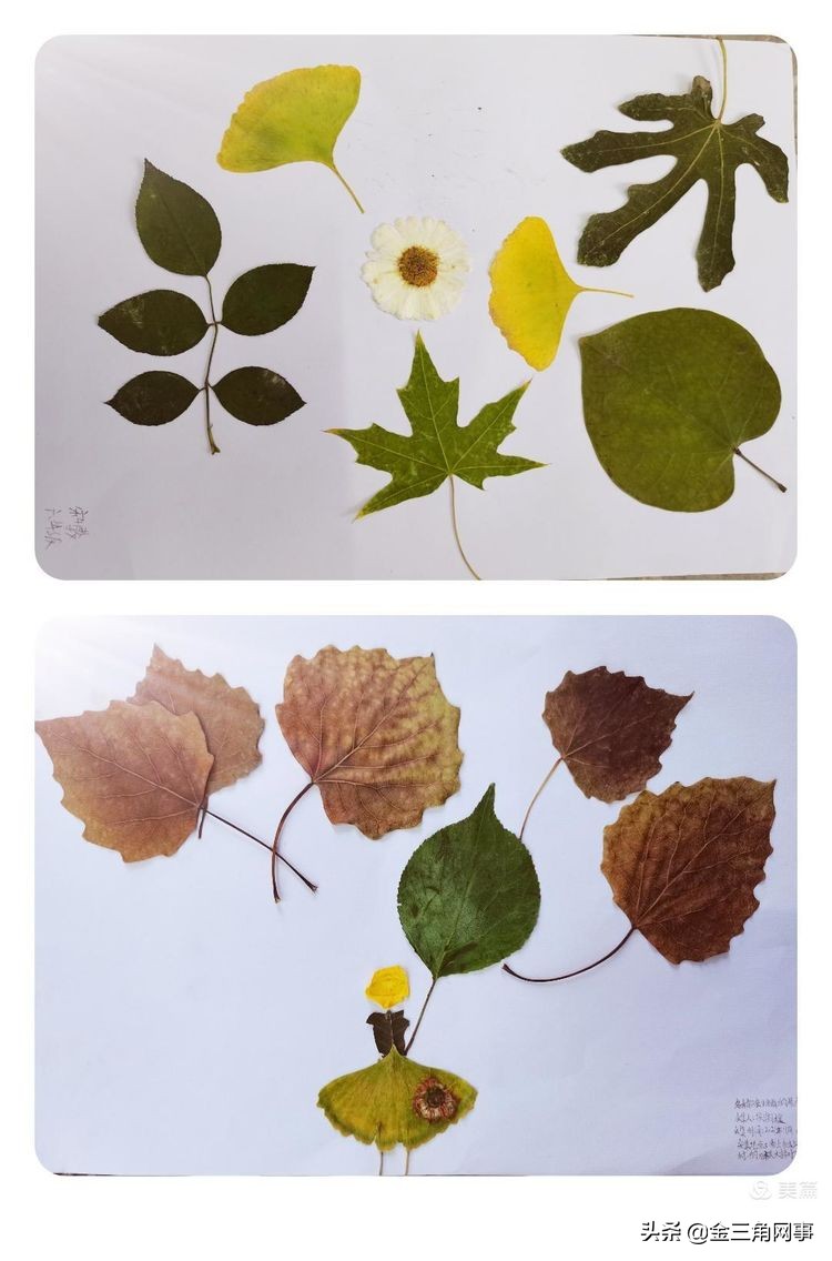 临猗庙上初中推进并践行植物标本课程