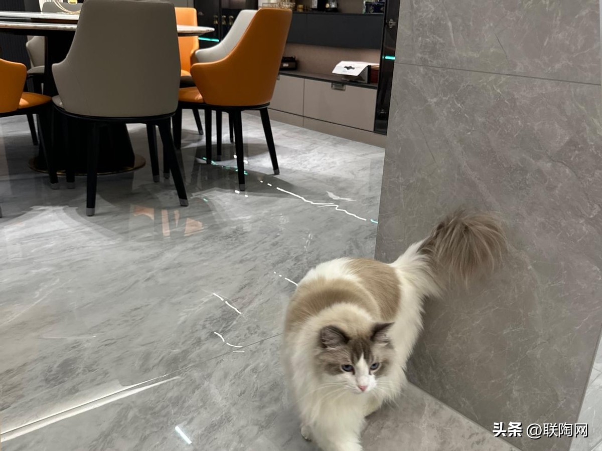 金科瓷砖执行标准,金科精工瓷砖