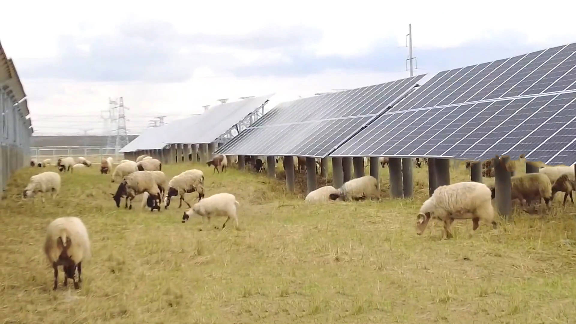 中国饲料靠进口吗,中国粮食安全靠什么