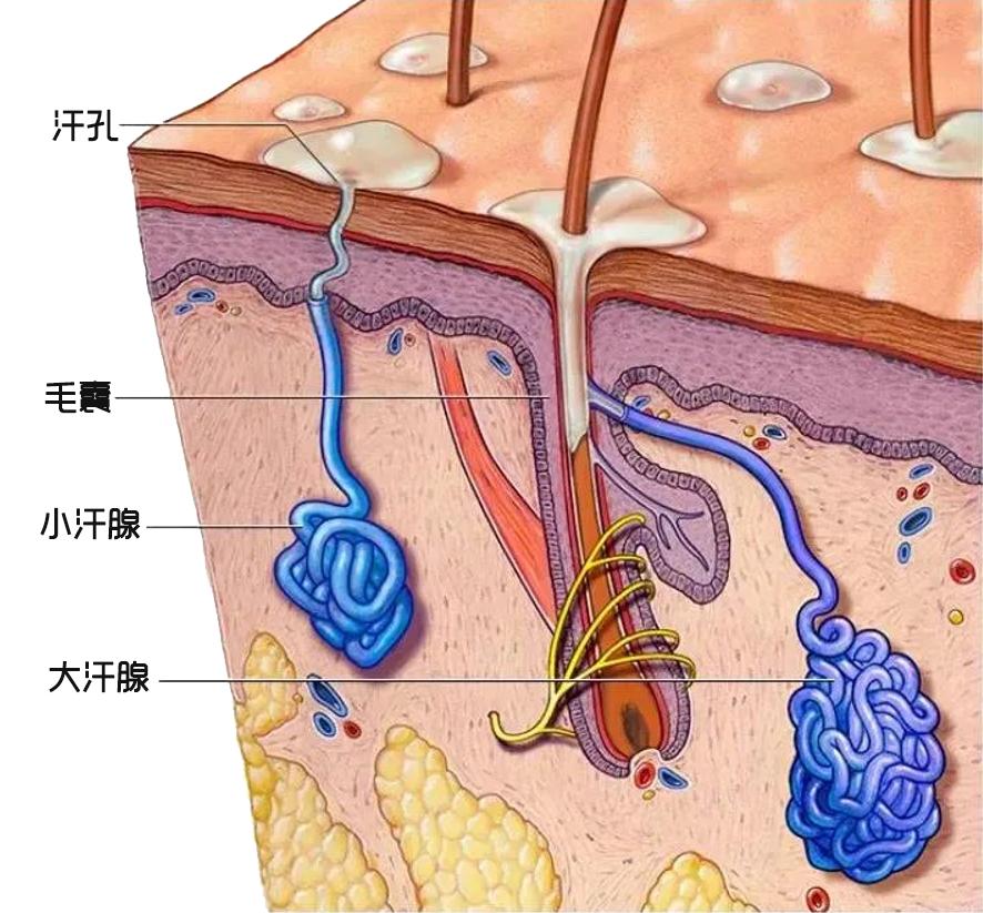 为什么有些人汗味特别重,有的人汗味很重有的人没有汗味