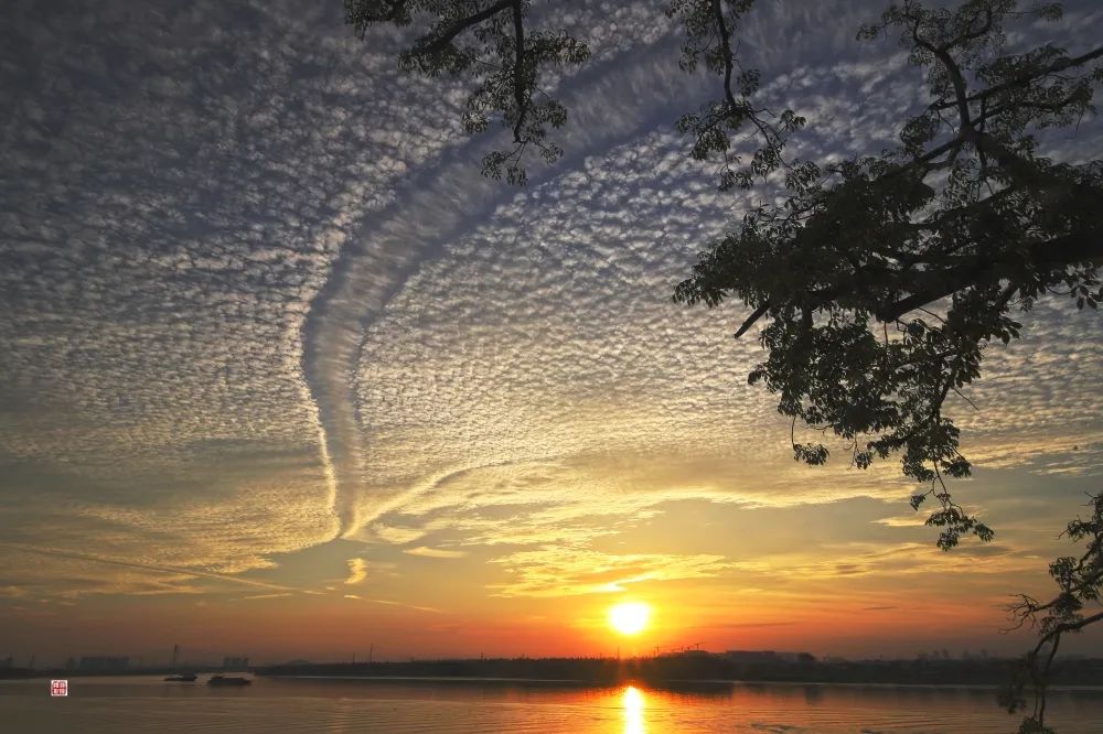 佛山顺德桔子,顺德陈村橘子