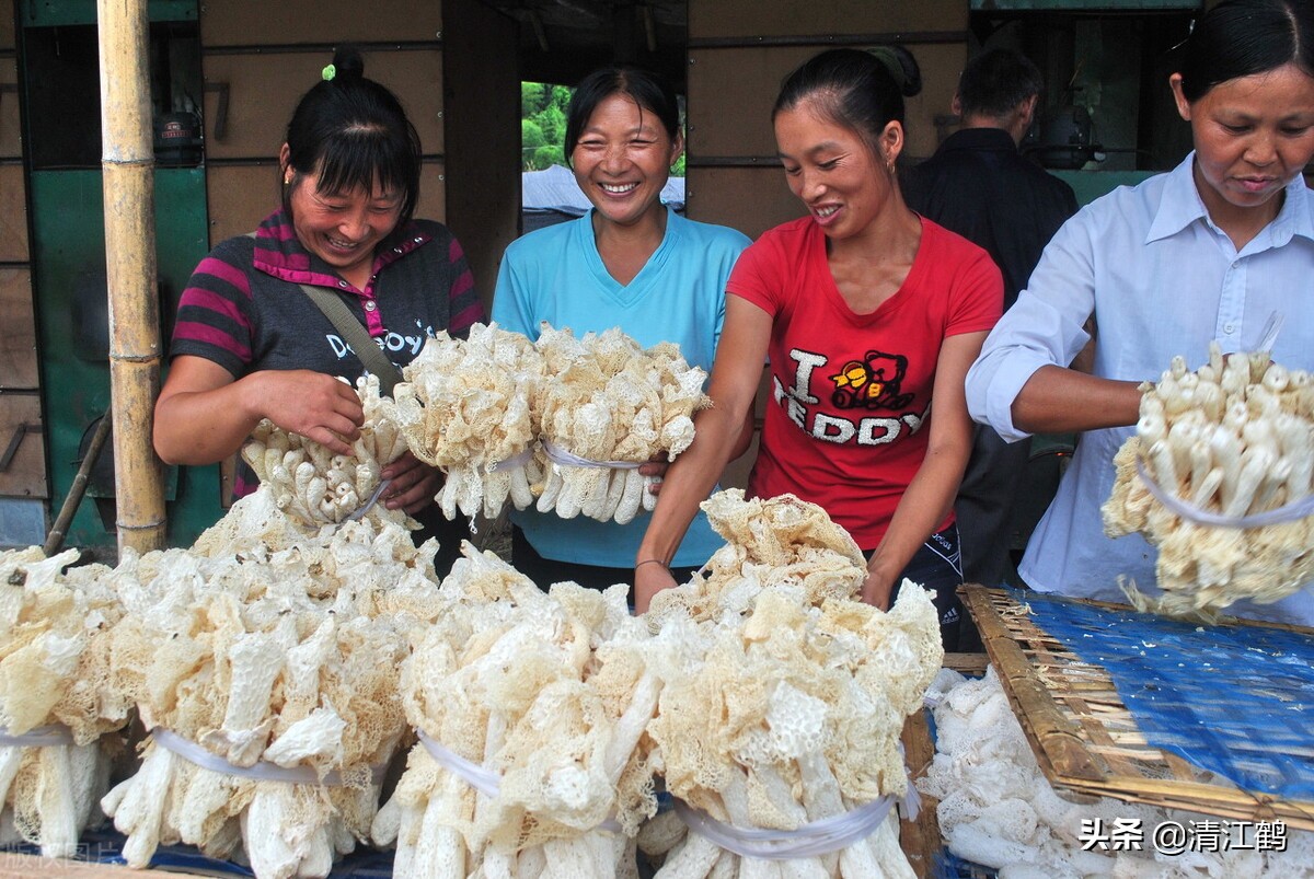 营养比鸡蛋好的竹姑娘怎么栽培产量高质量好？温度比施肥更重要