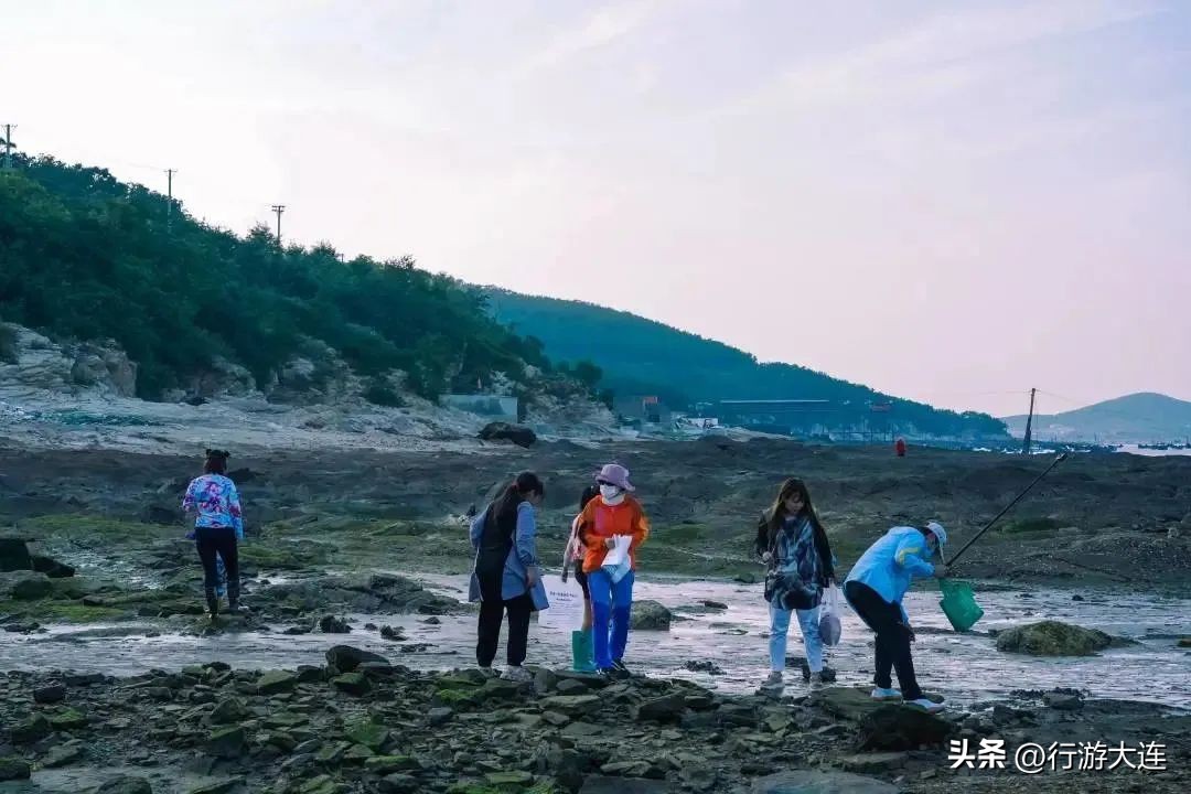 大连最全的赶海攻略,良心推荐大连赶海全攻略