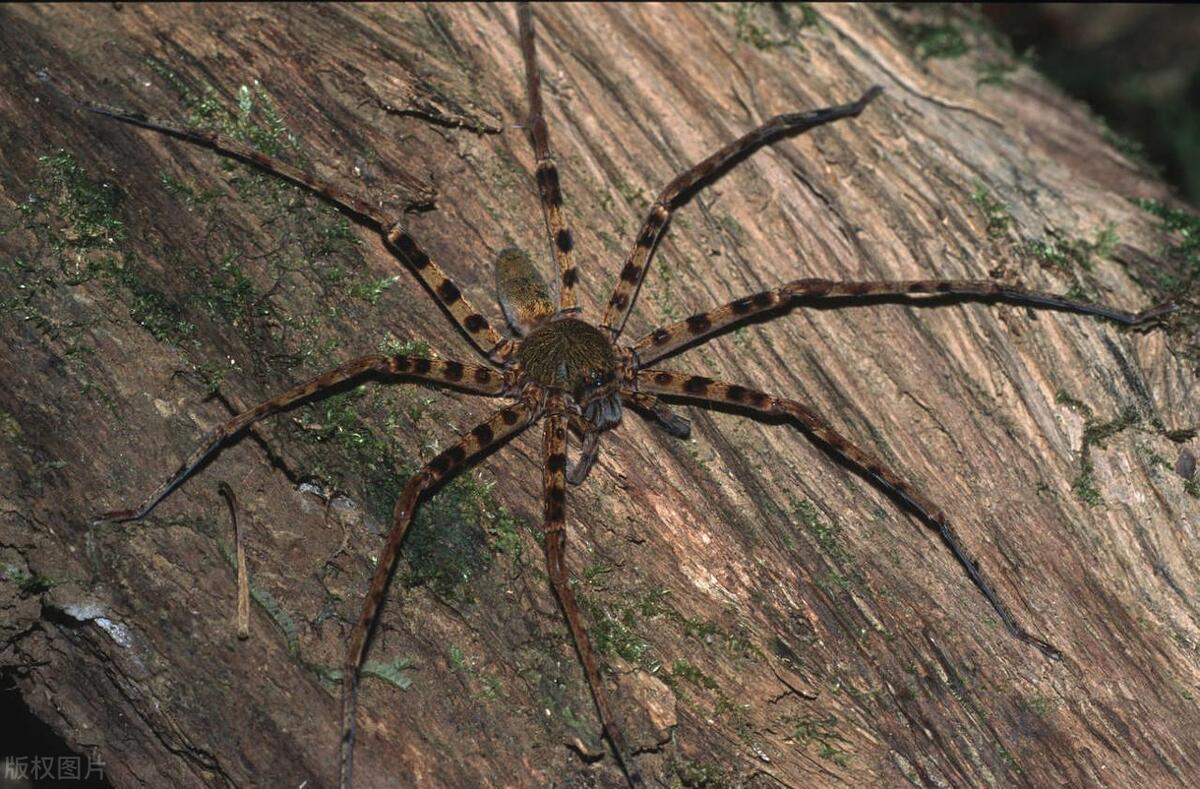 大蜘蛛进卧室有什么说法,家里为什么有大蜘蛛出现